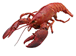 lobster3.gif